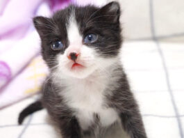 上目遣いの子猫