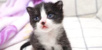 上目遣いの子猫