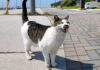 話し掛けてきた猫