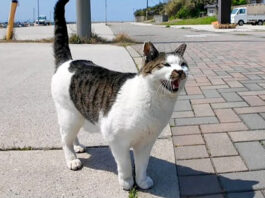 話し掛けてきた猫
