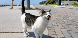話し掛けてきた猫