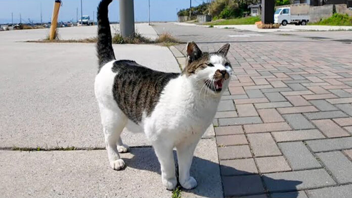 話し掛けてきた猫