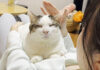 お姉ちゃんと幸せそうに過ごす猫