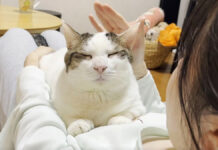 お姉ちゃんと幸せそうに過ごす猫