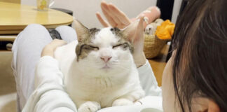 お姉ちゃんと幸せそうに過ごす猫