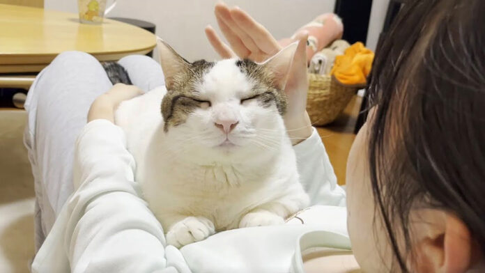 お姉ちゃんと幸せそうに過ごす猫