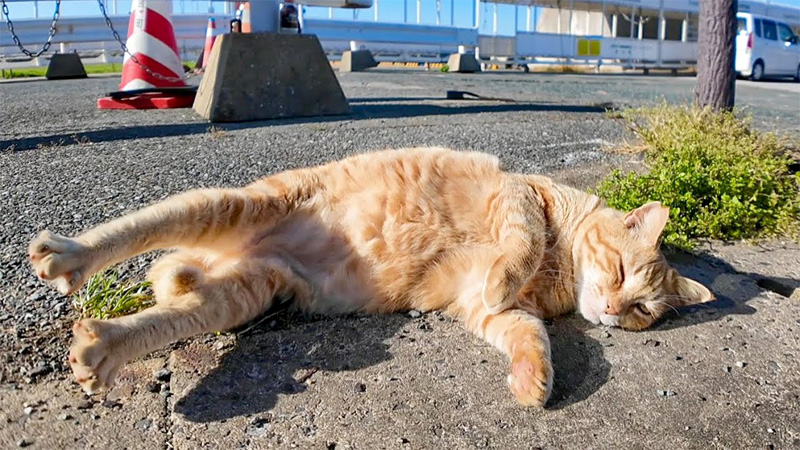 寝転がる猫