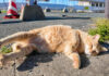 寝転がる猫