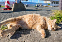 寝転がる猫