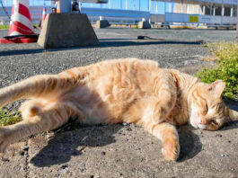 寝転がる猫
