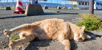 寝転がる猫