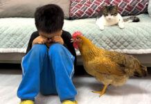 泣いている男の子が気になるニワトリと猫
