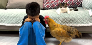 泣いている男の子が気になるニワトリと猫