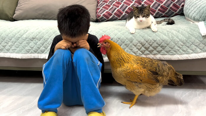 泣いている男の子が気になるニワトリと猫