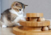 オモチャで遊ぶ子猫