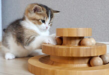 オモチャで遊ぶ子猫