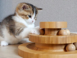 オモチャで遊ぶ子猫