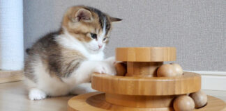 オモチャで遊ぶ子猫
