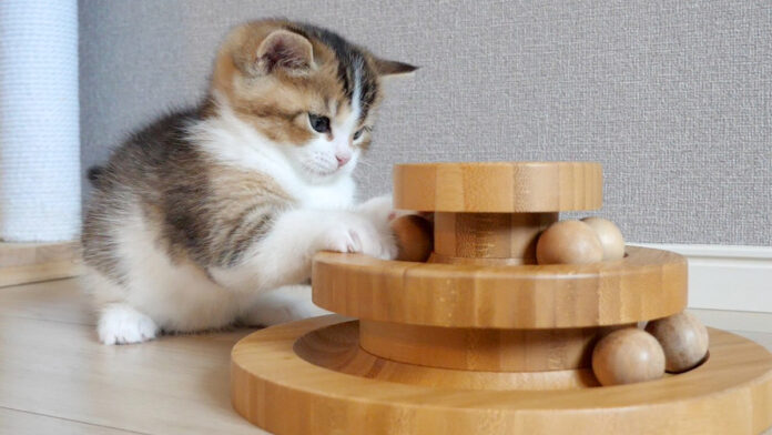 オモチャで遊ぶ子猫