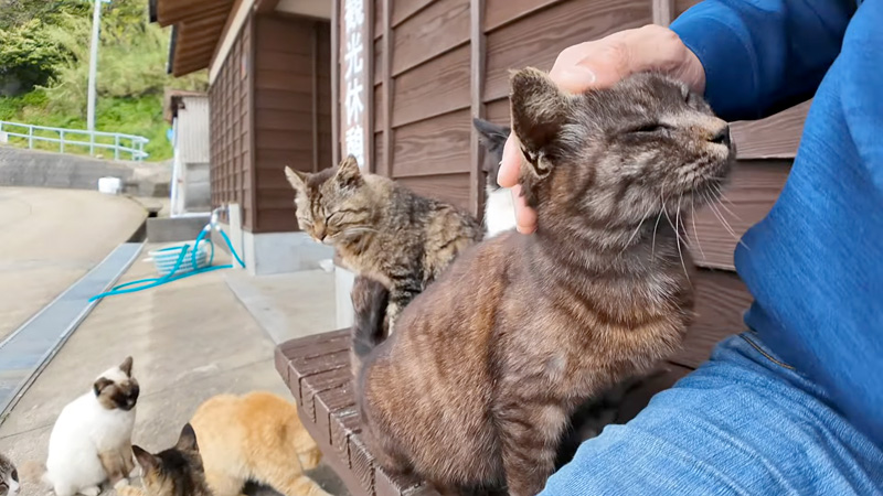 撫でられる猫