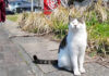 観光客に挨拶する猫