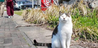 観光客に挨拶する猫