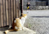 お姉ちゃんをお出迎えする猫