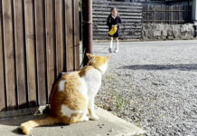 お姉ちゃんをお出迎えする猫
