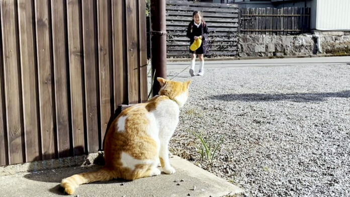 お姉ちゃんをお出迎えする猫