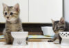 ご飯を食べる子猫達