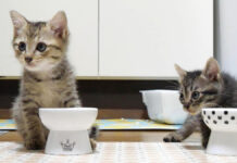 ご飯を食べる子猫達