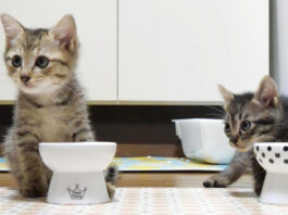 ご飯を食べる子猫達