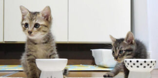 ご飯を食べる子猫達