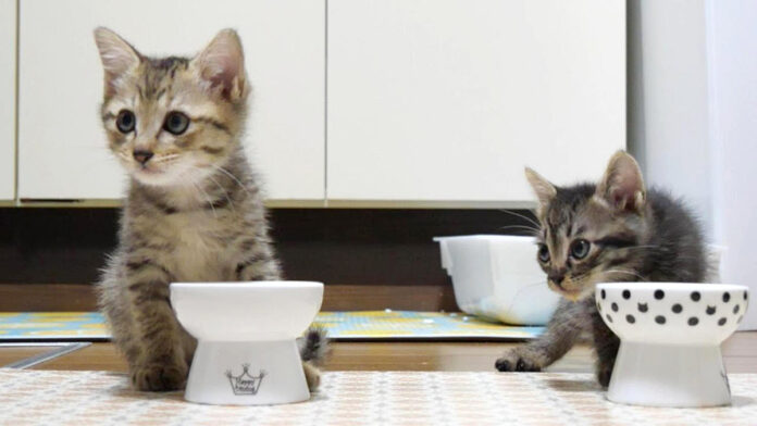 ご飯を食べる子猫達