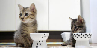 おかわりする子猫達