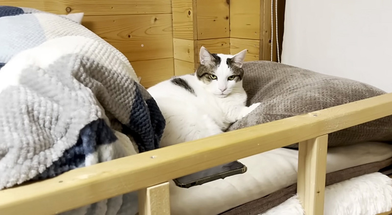 ベッドからどかない猫