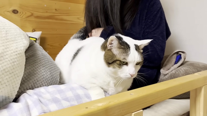 ベッドに居座り続ける猫