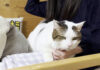ベッドからどかない猫