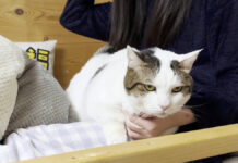 ベッドからどかない猫
