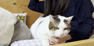ベッドからどかない猫
