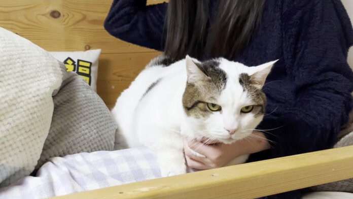 ベッドからどかない猫