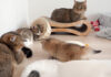 お産箱から出た子猫