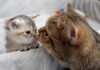 ママ猫に呼ばれた子猫