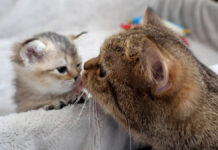 ママ猫に呼ばれた子猫