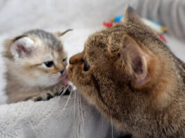 ママ猫に呼ばれた子猫