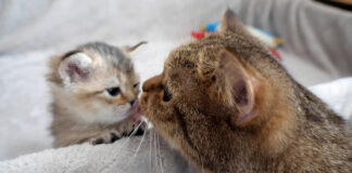 ママ猫に呼ばれた子猫