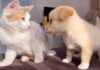 初めて会った猫と子犬