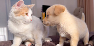 初めて会った猫と子犬