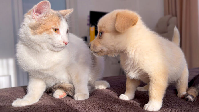 初めて会った猫と子犬