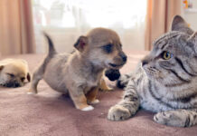 子犬にグイグイ来られる猫
